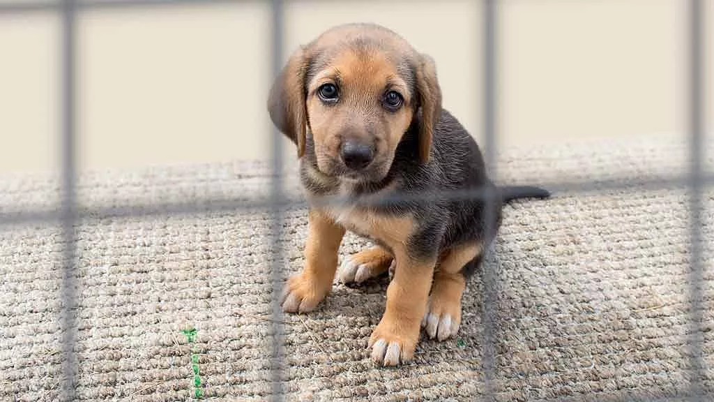 puppies for sale in bangalore,dog breeders in bangalore,puppies for sale near me,best dog breeders in bangalore