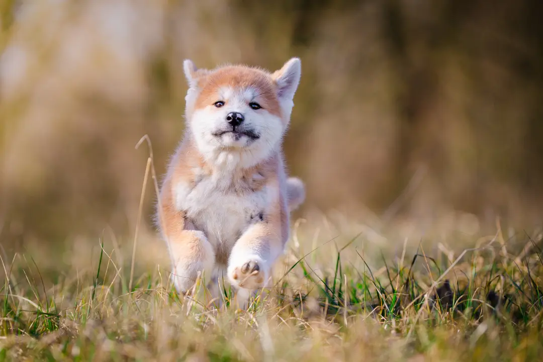 puppies for sale in bangalore,dog breeders in bangalore,puppies for sale near me,best dog breeders in bangalore