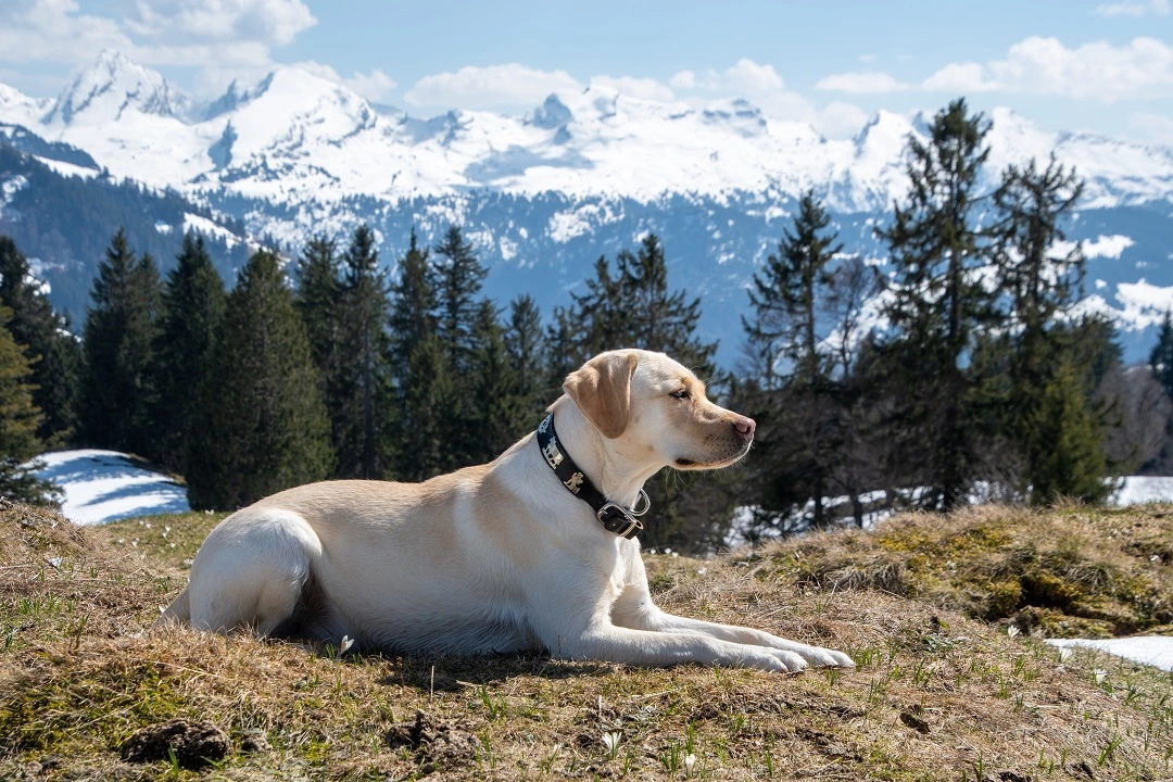puppies for sale in bangalore,dog breeders in bangalore,puppies for sale near me,best dog breeders in bangalore