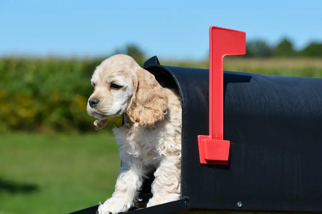 puppies for sale in bangalore,dog breeders in bangalore,puppies for sale near me,best dog breeders in bangalore