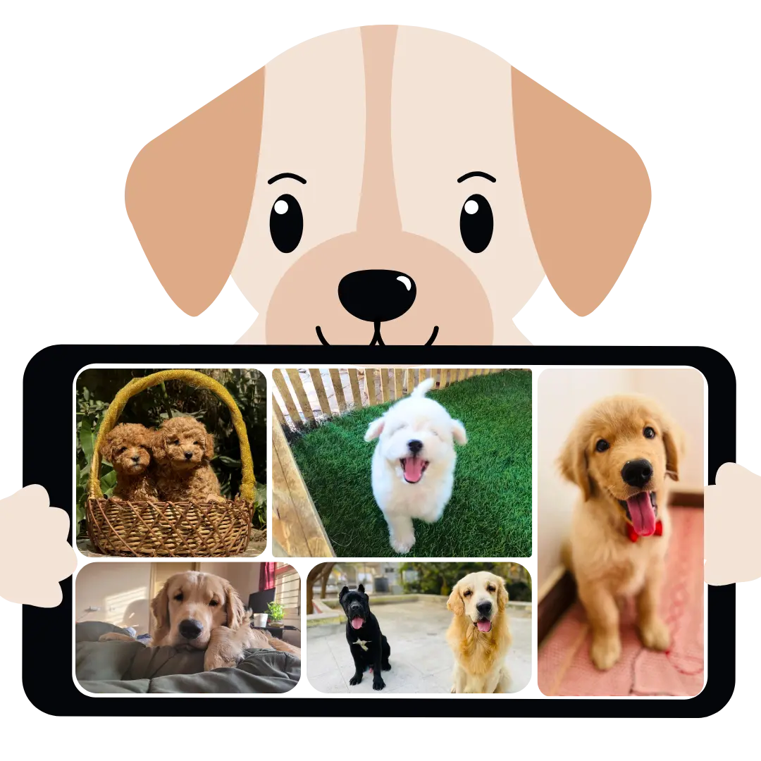 puppies for sale in bangalore,dog breeders in bangalore,puppies for sale near me,best dog breeders in bangalore