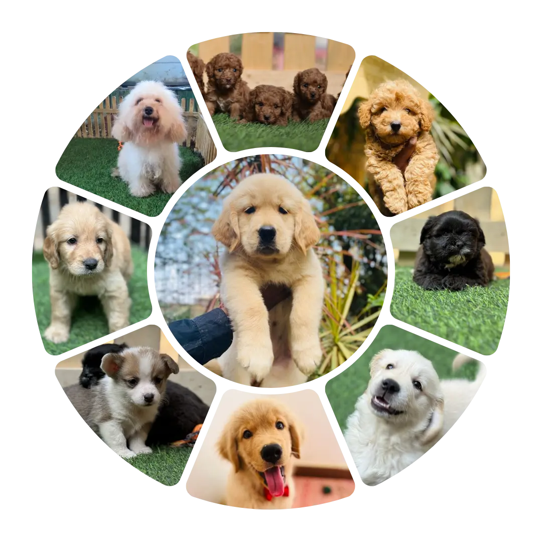 puppies for sale in bangalore,dog breeders in bangalore,puppies for sale near me,best dog breeders in bangalore